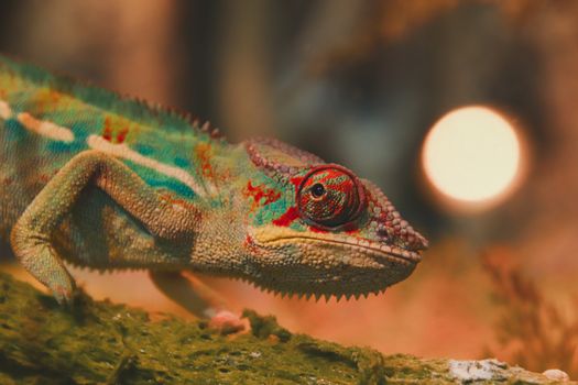 Panther chameleon (Furcifer pardalis) on a pet shop display in Chatuchak Market in Bangkok, Thailand