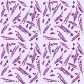 Pattern of fresh flowers of purple sage on light lilac background. Flat lay top view herbal texture.