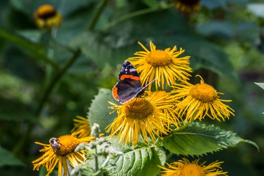 Admiral butterfly on yellow flower