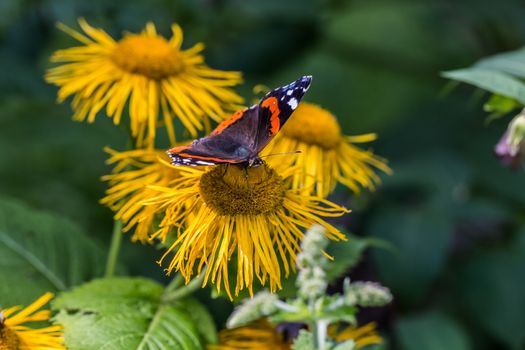 Admiral butterfly on yellow flower