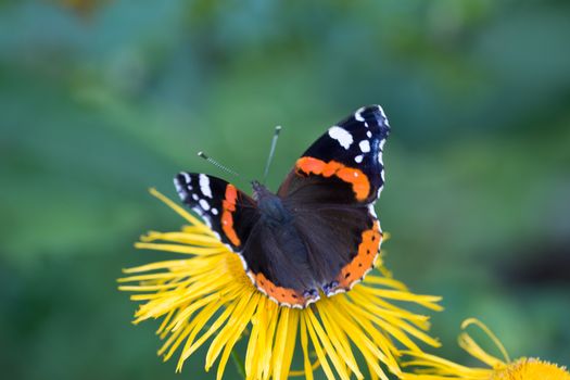 Admiral butterfly on yellow flower