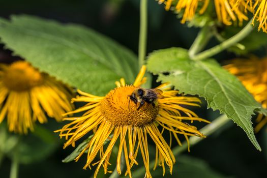 Admiral butterfly on yellow flower