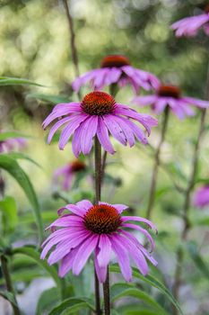 red coneflower on long stems