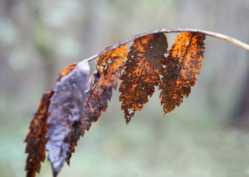 Discoloured autumn leaves on a thin branch, excepted against blurred background
