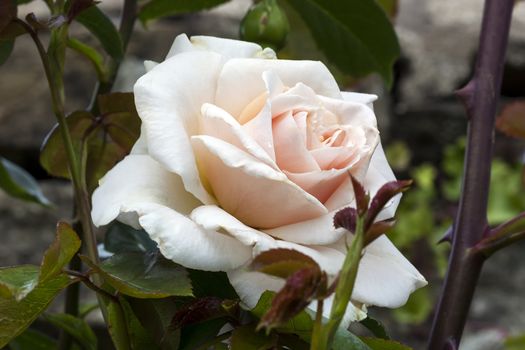 Rose Penny Lane 'Hardwell' a pink double flower plant