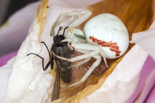 White crab spider with a fly which it has caught