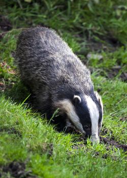 Badger which is a black and white wild animal feeding in woodland forests
