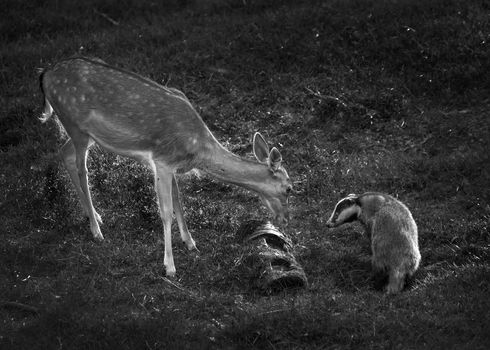 Badger and deer wild animals face to face while feeding in a woodland forest black and white monochrome image