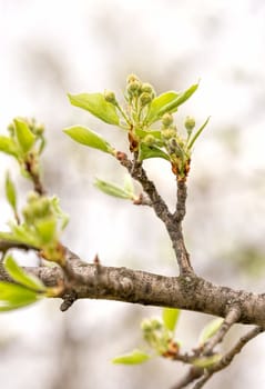 Nice pear tree buds blooming under the soft spring sun