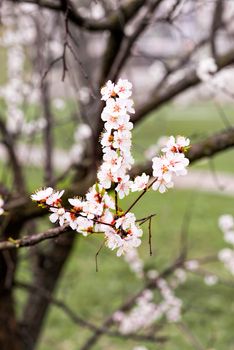 Close up of tender white apricot flowers under the soft spring sun