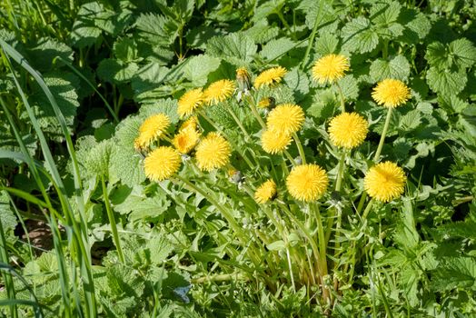 A group of yellow Dandelion flowers and Melissa leaves in the meadow, illuminated by the warm spring sun