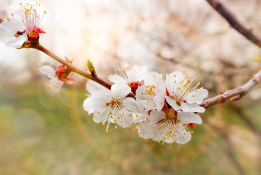 Close up of tender white apricot flowers under the soft spring sun