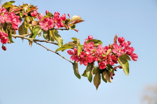 Red Paradise Apple flowers under the warm spring sun