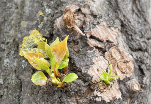 Macro of young poplar leaves growing on the tree trunk at the beginning of spring