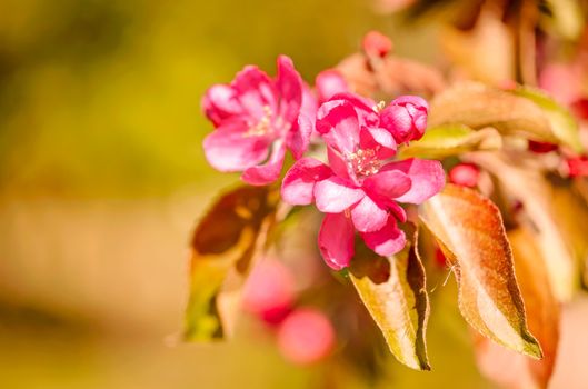 Red Paradise Apple flowers under the warm spring sun