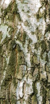 Detail of birch tree bark texture