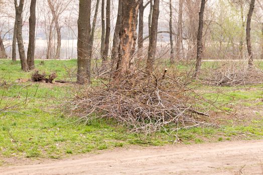 A heap of cut tree branches in the park