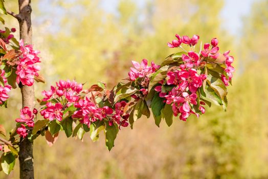 Red Paradise Apple flowers under the warm spring sun