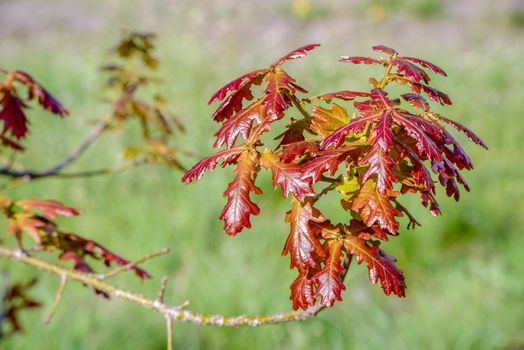 Young red Quercus robur under the warm spring sun