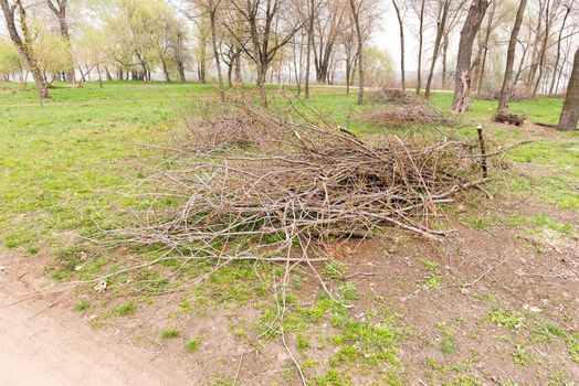 A heap of cut tree branches in the park