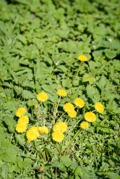 A group of yellow dandelion flowers in the meadow, illuminated by the warm spring sun