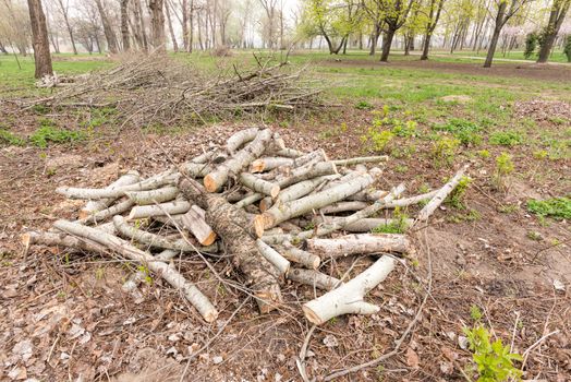 A heap of cut wood in the park