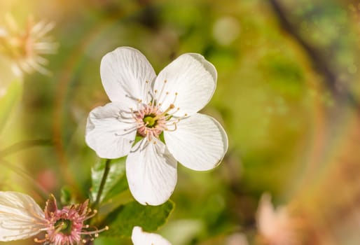 Macro of a single white cherry flower illuminated by the warm spring sun. The background is blurred and magic