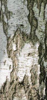 Detail of birch tree bark texture