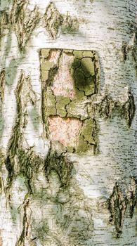 Detail of birch tree bark texture