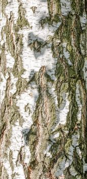 Detail of birch tree bark texture