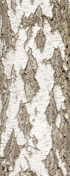 Detail of birch tree bark texture