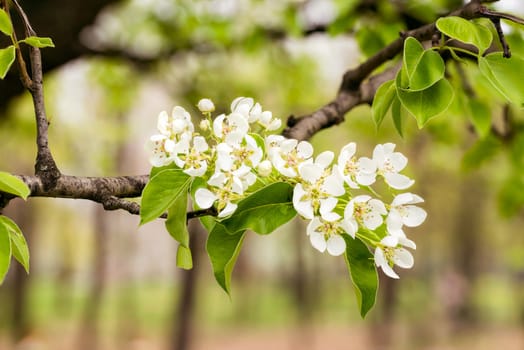 Nice pear tree flowers blooming under the soft spring sun