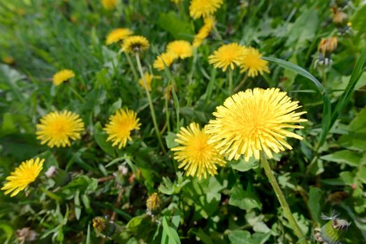 Yellow Dandelion flowers in the meadow, illuminated by the warm spring sun