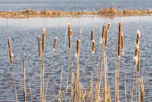 Detail of  dry Typha Latifolia reed flowers close to the Dnieper river, in Kiev, Ukraine, at the beginning of spring