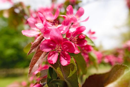 Red Paradise Apple flowers under the warm spring sun