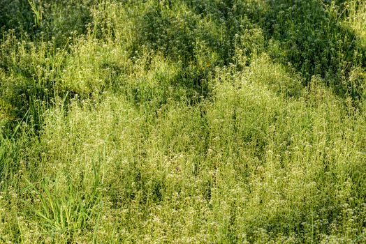 Capsella Bursa-pastoris Flowers also called Shepherd's-purse in the meadow, under the soft spring sun at morning