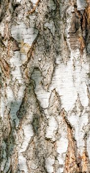 Detail of birch tree bark texture