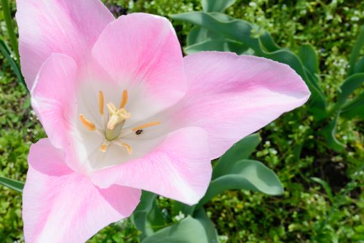 A delicate pink tulip hosting an Anthrenus scrophulariae beetle under the warm spring sun