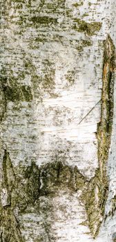 Detail of birch tree bark texture