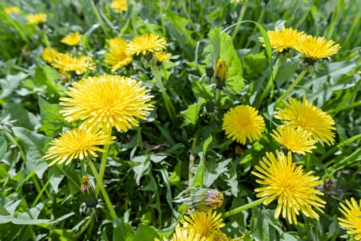 Yellow Dandelion flowers in the meadow, illuminated by the warm spring sun