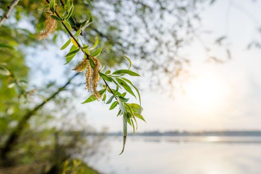 A strong backlight shows the transparency of weeping willow leaves close to the lake in spring