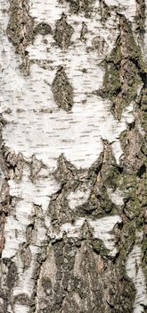 Detail of birch tree bark texture