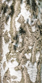 Detail of birch tree bark texture