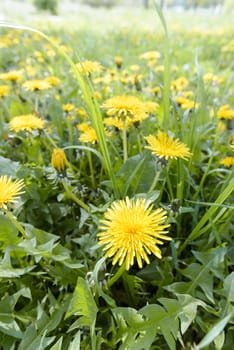 Yellow Dandelion flowers in the meadow, illuminated by the warm spring sun