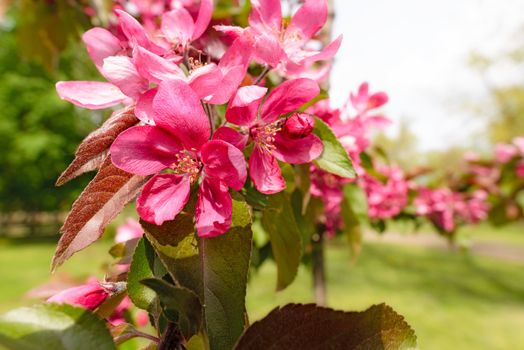 Red Paradise Apple flowers under the warm spring sun