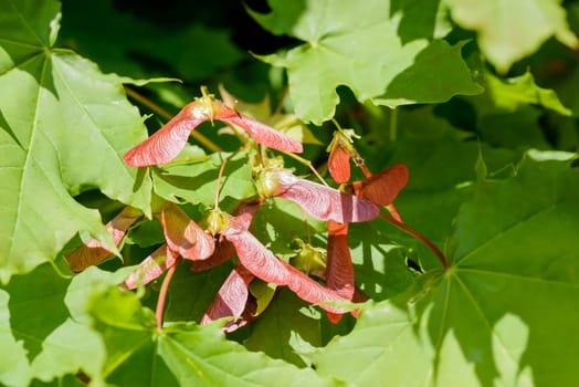 Close up detail of maple tree, Acer circinatum, red samara, on a background of green leaves, illuminated by a strong spring sun