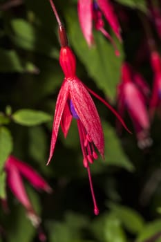 Fuchsia  a red pink herbaceous perennial flower shrub plant 