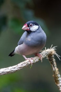 Java sparrow (Lonchura oryzivora) bird perched on a  branch a common  bird found in the Java and Indonesiaperched on a  branch a common  bird found in the Java and Indonesia