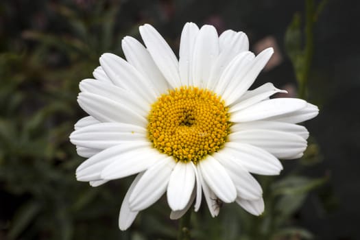 Leucanthemum x superbum 'Becky' a spring summer flowering plant commonly known as Shasta daisy