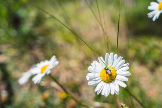 Daisy flower with green fly Phaenicia sericata on a meadow in the Pyrenees mountains